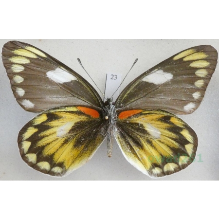 Delias zebuda Hewitson, 1862 female reverse Indonesia, Sulawesi23